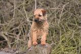 BORDER TERRIER 108